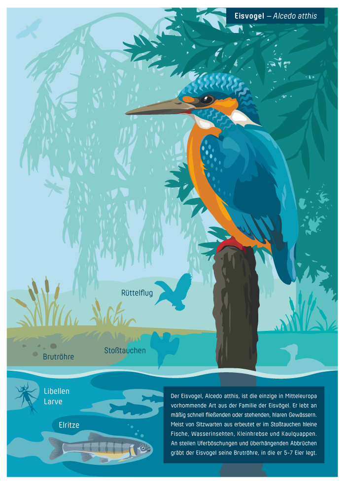Illustration eines Eisvogels in seinem Lebensraum für eine Infotafel in einem Naturschutzgebiet.